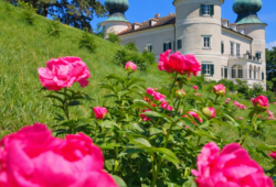 Pfingstrosen im Schlosspark von Schloss Artstetten - Ausflugsziel Niederösterreich nahe der Wachau
